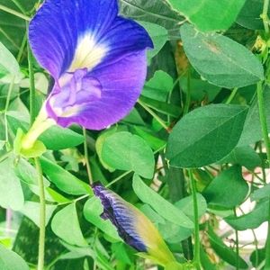 Blue🔷 Aparajita Flower Seeds