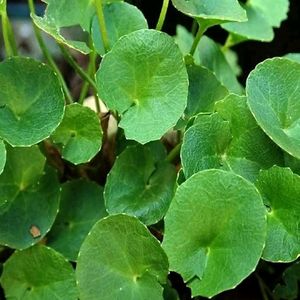 Centella asiatica Plant Shapling.