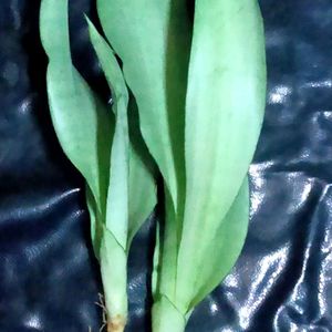 1 Time Offer moonshine Snake Plant