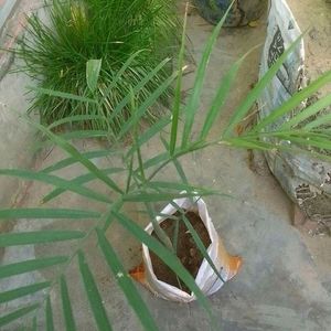 Healthy Bamboo Palm Plant (CHAMAEDOREA SRIFRIZII)