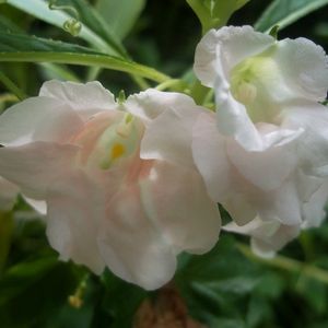 White Colour Balsam Flower Plant