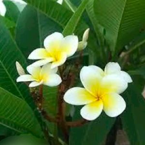 Combo Of 2 Color Plumeria Champa Cutting Available