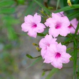 Offer 🎉pink ruellia tuberosa🌸🍀💐