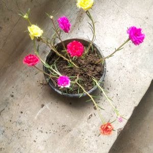 Portulaca 9 To 5 Office Time Flower Plant 6 Color