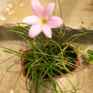 Combo Pink Rain Lilly 2 Bulb +10 O Clock Cutting 3