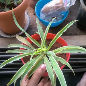 Spider Plant