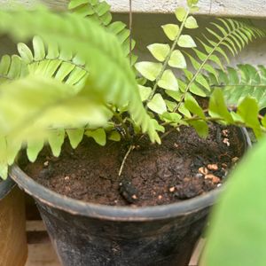 Exotic Rare Verigated Boston Fern Plant With Roots