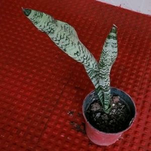 Dwarf Snake Plant & Pot