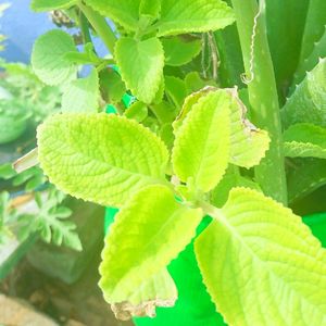 Oregano/karpooravalli Plant