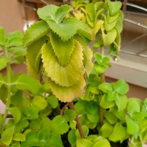 Ajwain Plant Cuttings