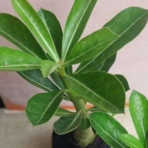 Adenium Sapling For 2