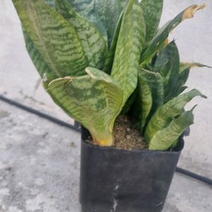 2year Old Mature Dwarf Snake Plant With Pot