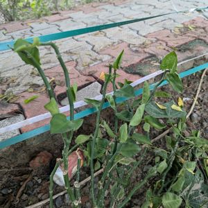 Pedianithus Plant Green