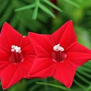 Flower Combo Seeds (Pack Of 6)