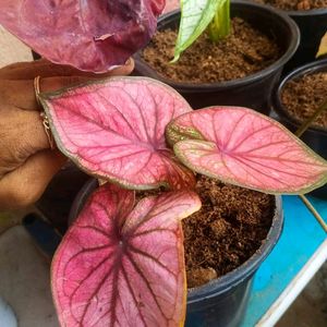 Thai Caladium