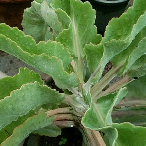 Kalanchoe gastonis bonnieri plant