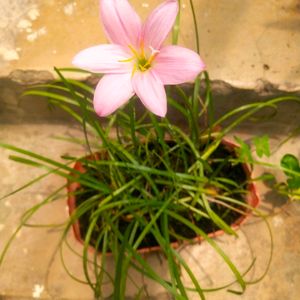 Combo Of 3 Plant Spider Sygonium Rain Lilly