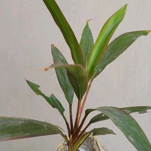 Set 3 Never...&Dracaena Ruby Healthy Plant