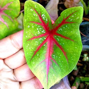 Caladium Plant