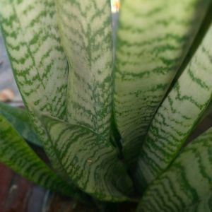 Dracaena Snake Plant