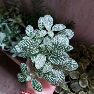 Combo Fittonia 4 Colour Live Plant