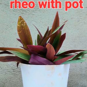 Rheo With Pot