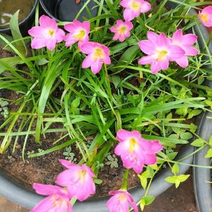 Pink Rain Lily Bulbs 25/-