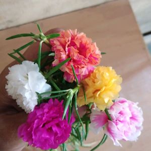 Portulaca Flowers