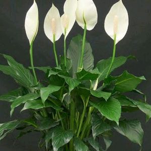 Peace Lily ( 1 Rooted and Healthy Plant)