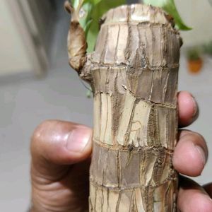 Brazalian Lucky Wood Plant