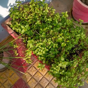 Pudina/ Mint Plants