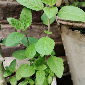 Tulsi Paudha