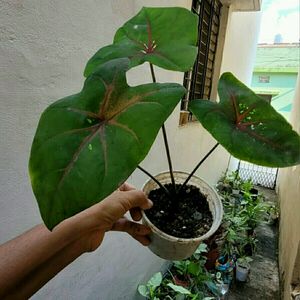 Caladium Bicilor Plant 🌵Pot
