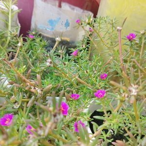 Portulaca pilosa Plant