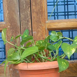 Money Plant With Pot