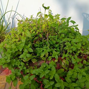 Pudina/ Mint Plants