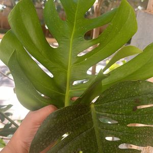 Monstera deliciosa, the Swiss cheese plant