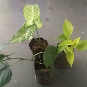 Monsoon Dhamaka Offer Combo 5 Indoor Live Plant