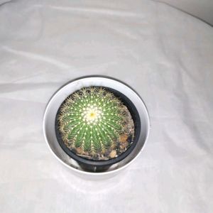 Barrel cactus