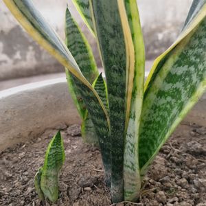 Snake Plant