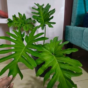 Philodendron Sellum