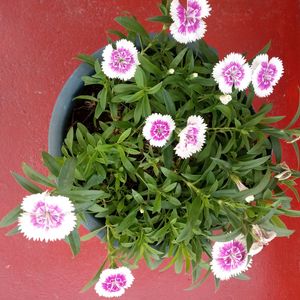 Sweet William