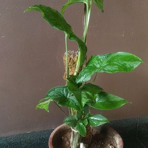 Sygonium Arrow Green Nyon Live Plant