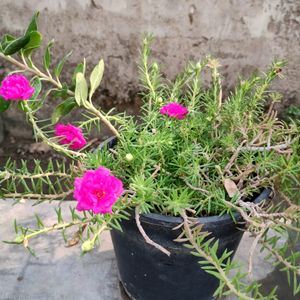 Portulaca Plant