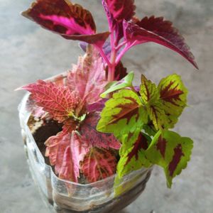 3 Shades Coleus Plant