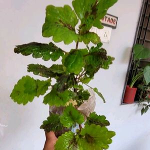 Set 2 Plectranthus Nitidus & Purple Heart Plants