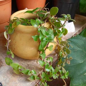 Coleus Plant With Pot