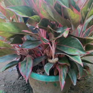 Aglaonema 3 Types Of Live Plant