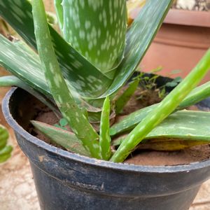 Baby Aloe Vera Plant