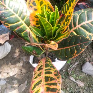 Garden Fire Croton With Healthy Root